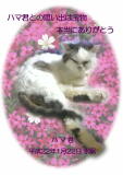 ハマ君のメモリアル写真　ペット葬儀日：２０１０年１月２４日　千葉県よりご依頼